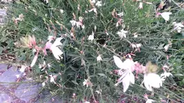24.8.2015 004.webp