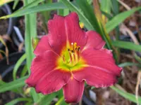 kleine rote_1280x960.webp