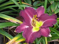 prairie blue eyes_1280x960.webp