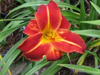 shola_1280x960.webp