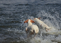 India_Giralda_motion_water_splish_splash_Wassertropfen_900.webp