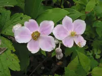 003.webp