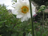 008.webp
