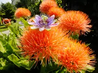 DSCF9161.webp