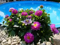 DSCF9271.webp