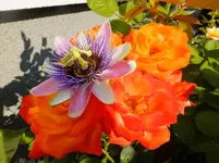 DSCF9285.webp