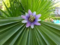 DSCF9296.webp