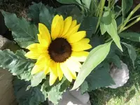 Bilda055.webp