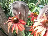 Bilda052.webp