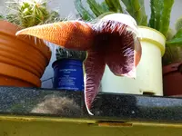 DSCF9032.webp