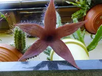DSCF9136.webp