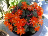 DSCF9001 (2).webp