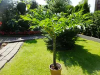DSCF9084.webp
