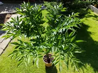 DSCF9087.webp