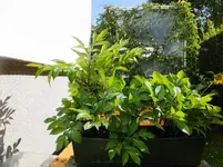 DSCF9365.webp
