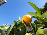 DSCF9371.webp