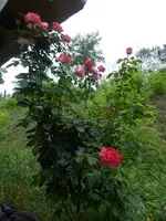 P1500316.webp