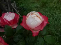 P1500321.webp