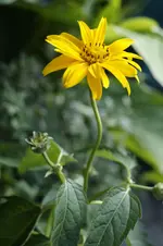 _DSC9137.webp