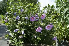 _DSC9143.webp