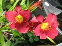 kleine rotr_1280x960.webp