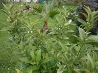 P8250162.webp