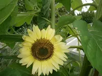 P8250174.webp