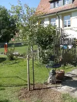 2015-08-25 Rotdorn1.webp