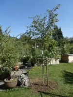 2015-08-25  Rotdorn2.webp