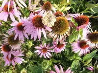 Bilda039.webp
