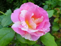 DSCF9074.webp