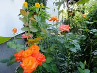 DSCF9071.webp