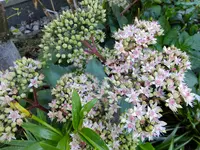 DSCF9055.webp