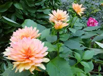 DSCF9078.webp