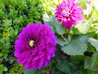 DSCF9090.webp