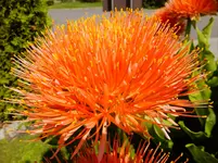 DSCF9101.webp