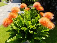 DSCF9107.webp