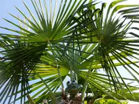 DSCF9238.webp