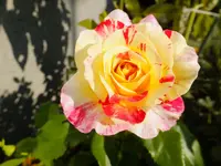 DSCF9292.webp