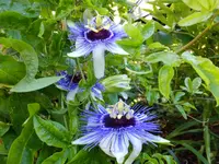 DSCF9345.webp