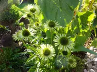 DSCF9350.webp
