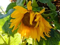 DSCF9347.webp