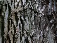 DSCF1543.webp