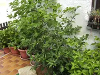BILD4536.webp