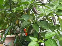 BILD4530.webp