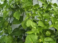 BILD4533.webp