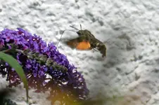 Schmetterling_3036.webp