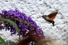 Schmetterling_3037.webp