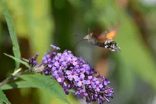 Schmetterling_3039.webp