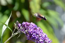 Schmetterling_3044.webp
